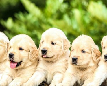 When do Puppies lose their baby teeth?