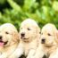 When do Puppies lose their baby teeth?