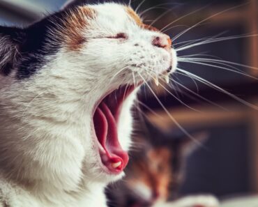 Why Do Cats Scream When Mating?