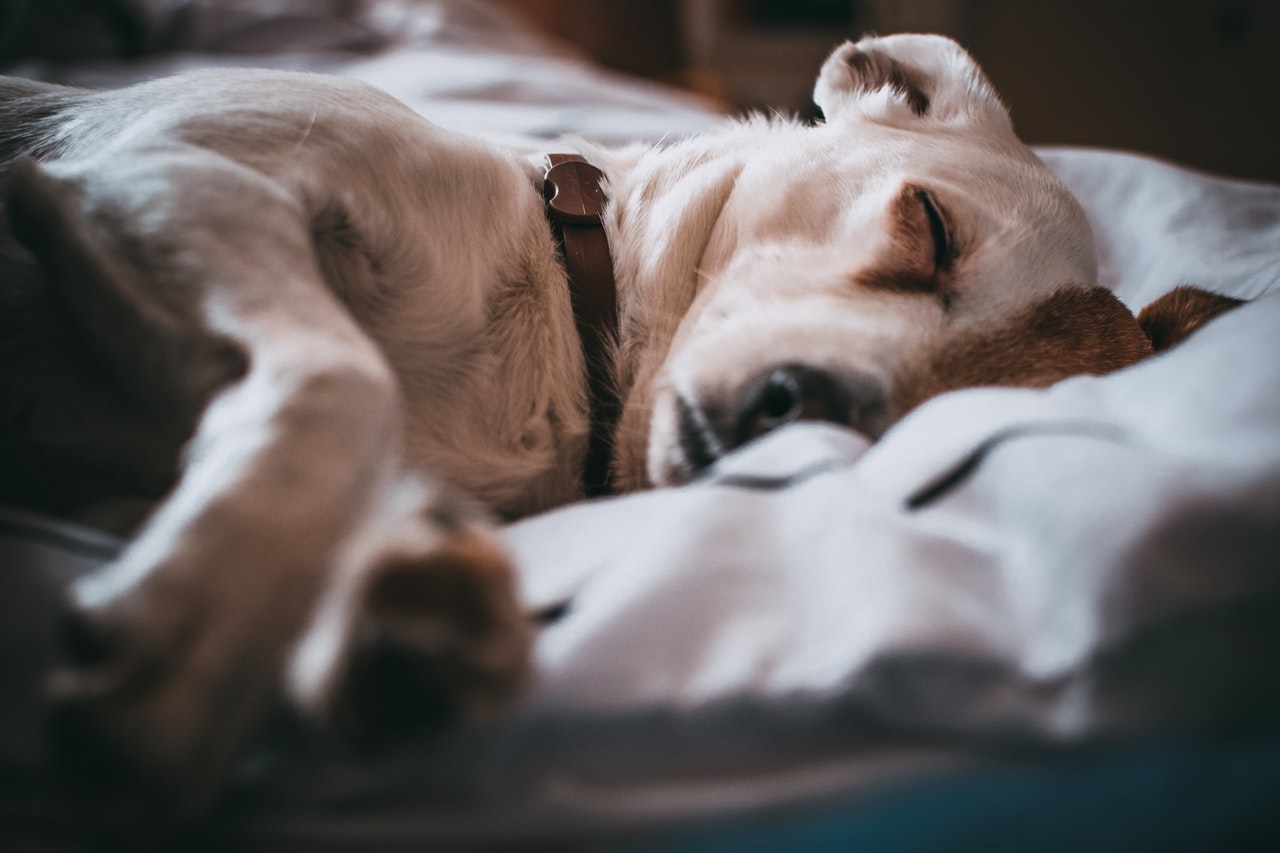 warm compress for dog eye infection