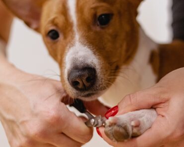 How To Cut An Uncooperative Dog’s Nails