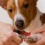 How To Cut An Uncooperative Dog’s Nails