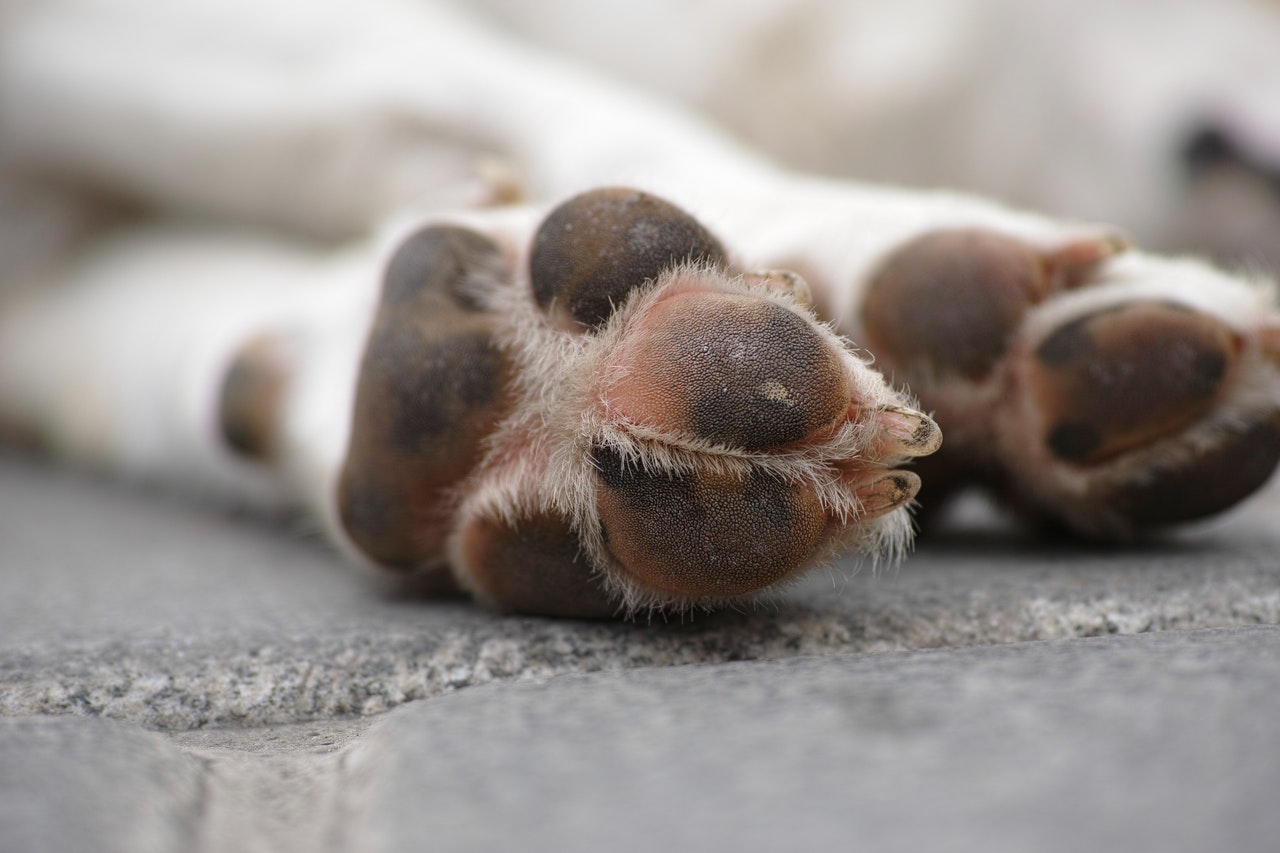 why-does-my-dog-chew-his-paws-hawk-knows