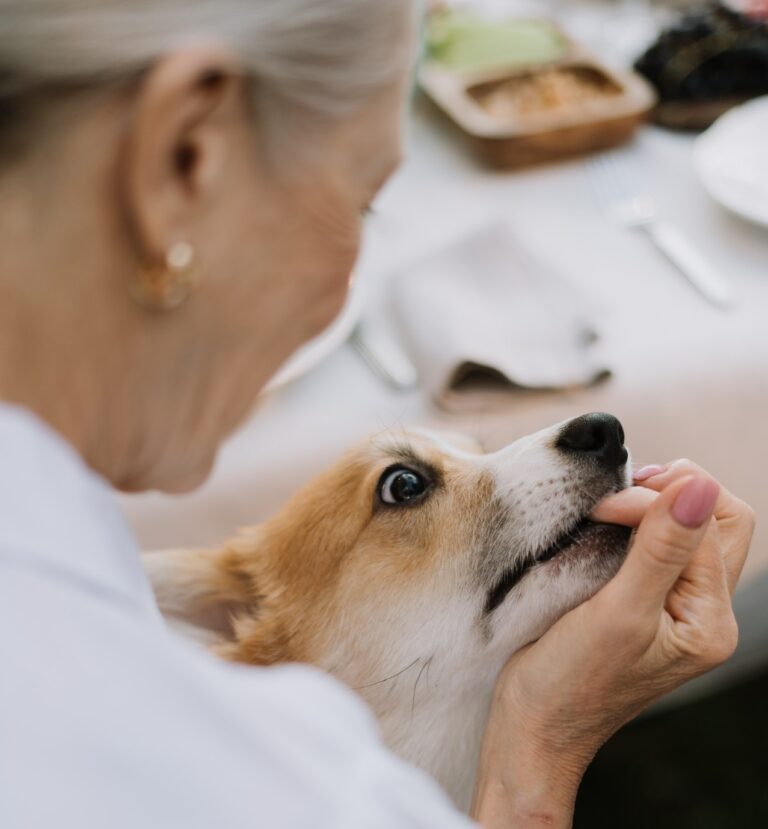 Why Does My Dog Bite Me When I Cry? Hawk Knows