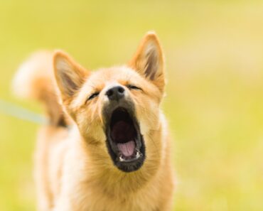 What does it mean when a dog has a black roof mouth?