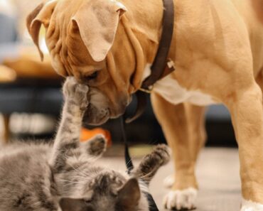 Why do dogs break up catfights?