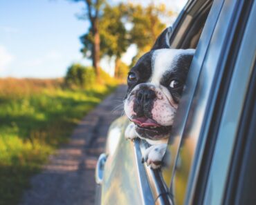 Why Do Dogs Like The Wind In Their Face?