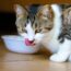 Can Cats Eat Pasta?