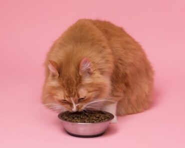 Why is there no pork cat food?