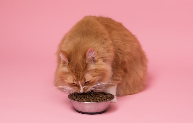 why isnt there pork cat food