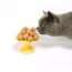 Why does cat food smell so bad?