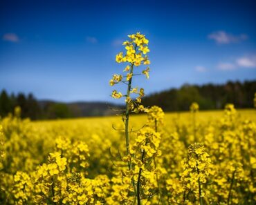 Is Canola Oil Banned in Europe?