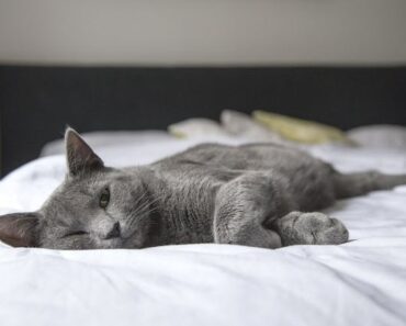 The Feline Enigma: Why Does My Cat Sleep on My Bed When I’m Gone?