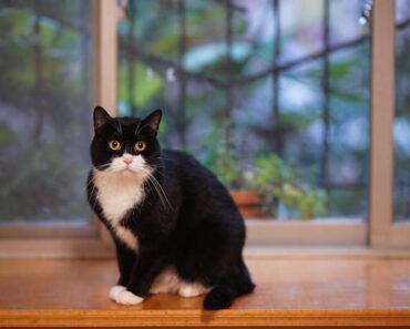 10 Red Flags When Adopting a Cat: A Comprehensive Guide for New Pet Owners