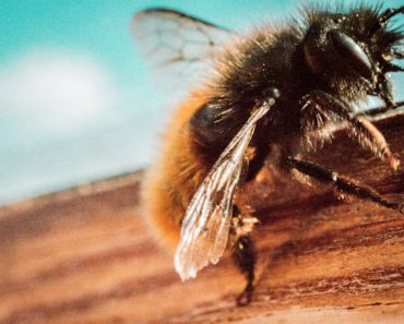 How to Kill Ground Bees: Safe and Effective Methods