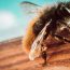 How to Kill Ground Bees: Safe and Effective Methods