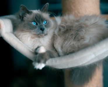 Why Do Cats Try to Eat Their Fur After Brushing? Understanding Feline Behavior