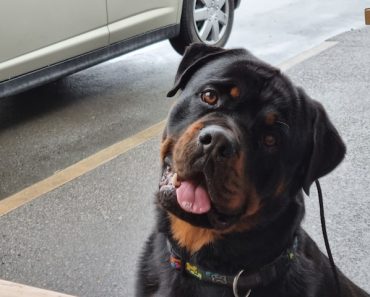 Why Are Rottweilers Not Used as Police Dogs? The Surprising Reason